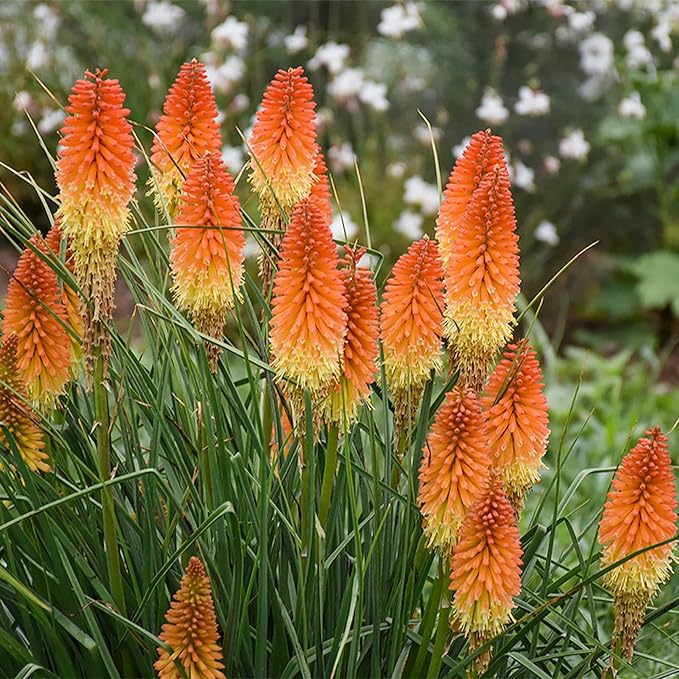 Heirloom Non-GMO Kniphofia Flower Seeds for Planting – Striking Torch-Lily Blooming Seeds