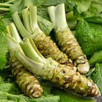 Horseradish Armoracia rusticana seeds for garden planting