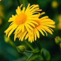 Arnica Flower Seeds for Garden Planting - 100 for planting in home garden