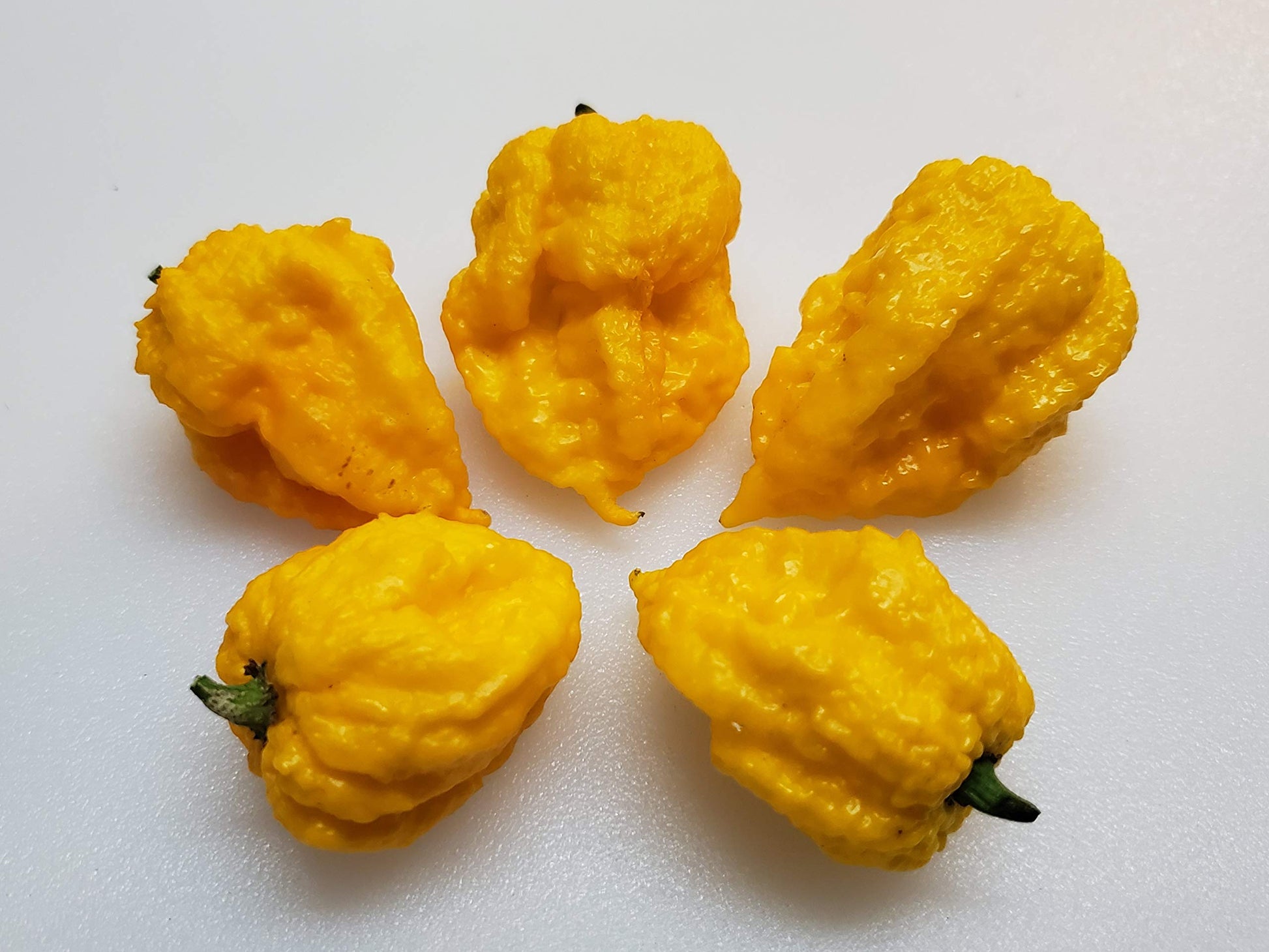 7 Pot Lava Yellow pepper plant grown from seeds with bright yellow pods and fiery spice