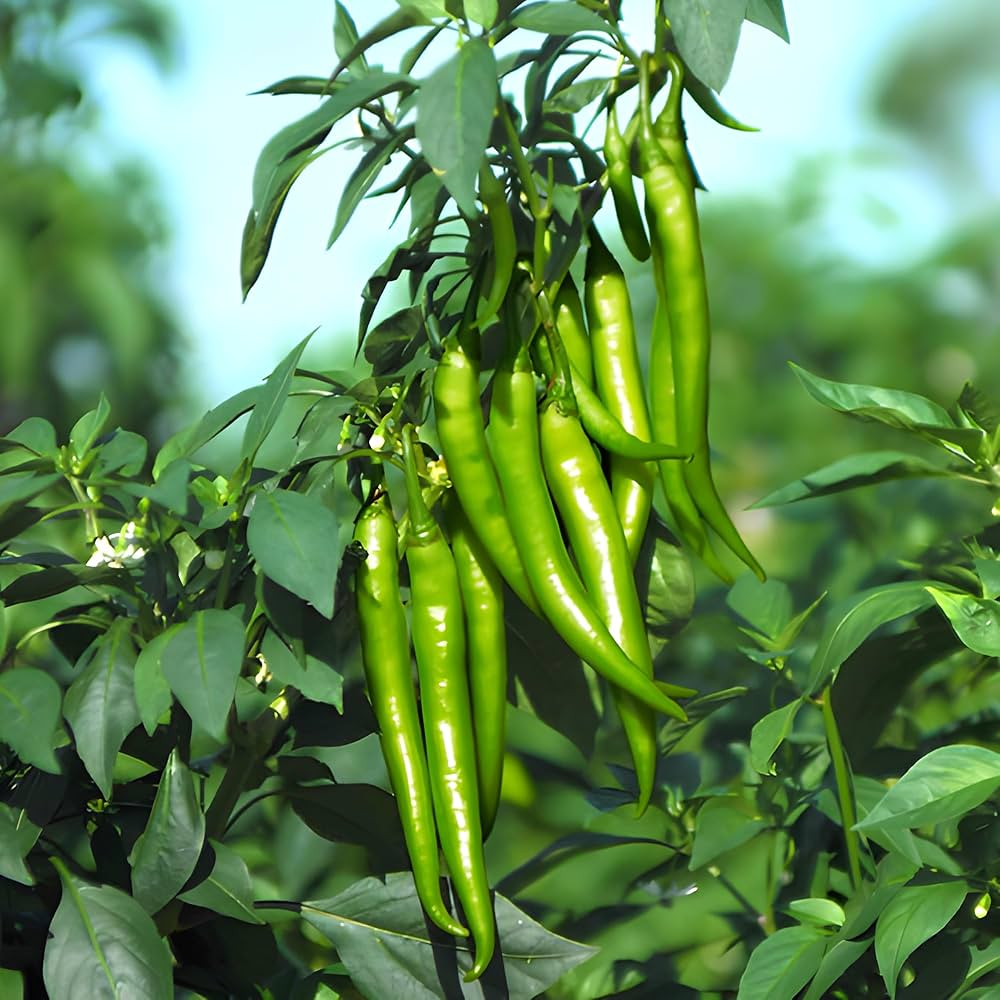 Sepia Schlange chile pepper plant grown from seeds with snake-like twisted red pods and unique appearance