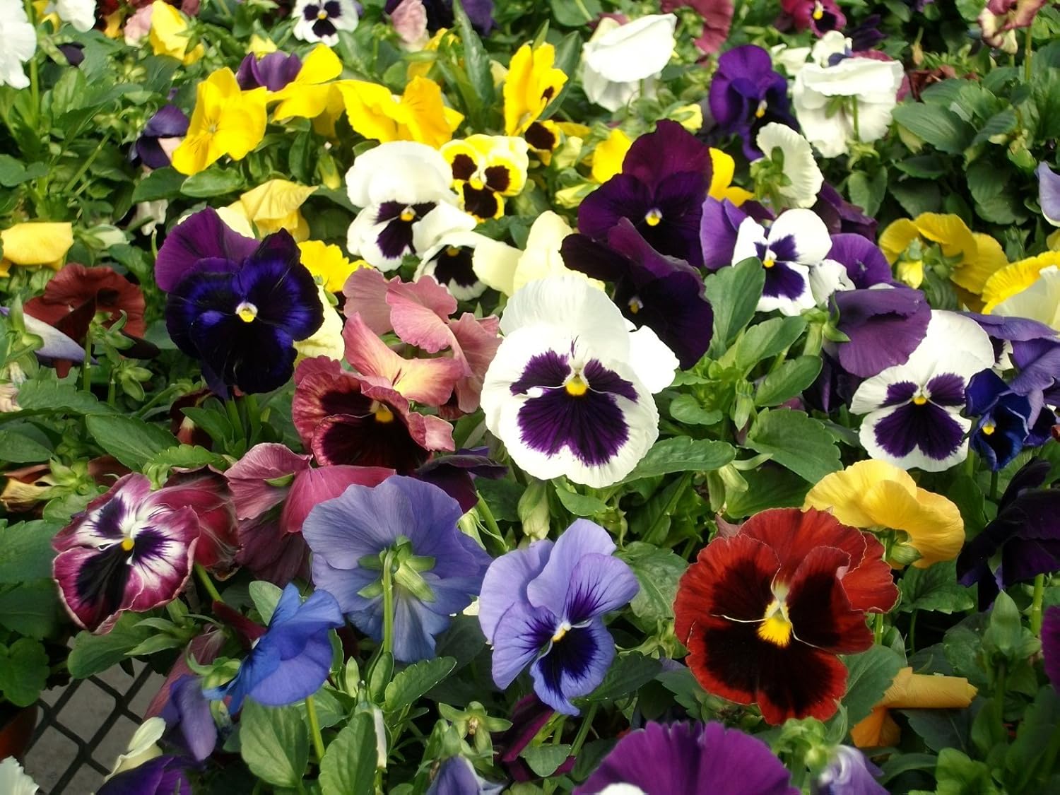 Heirloom Pansy Swiss Flower Seeds for Planting, Non-GMO - Pansy for planting in home garden