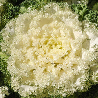 Kale Seeds for Planting White - 100 pcs