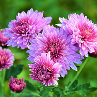 Chrysanthemum (Chrysanthemum scientific name) for planting in garden