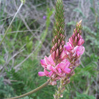 Heirloom Non-GMO Onobrychis Viciifolia Flower Seeds for Planting – Pollinator-Friendly Blooms