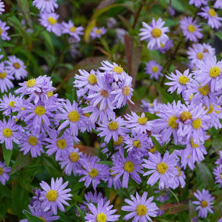 Heirloom Non-GMO Aster Novi-Belgii Flower Seeds for Planting – Hardy Perennial Garden Blooms
