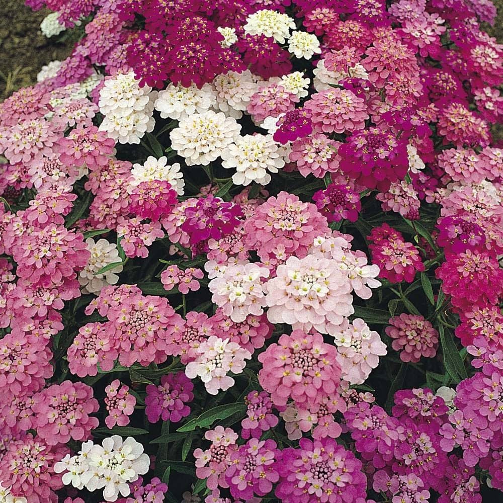 Candytuft- Umbellata Mixed