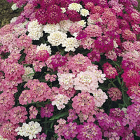 Candytuft- Umbellata Mixed