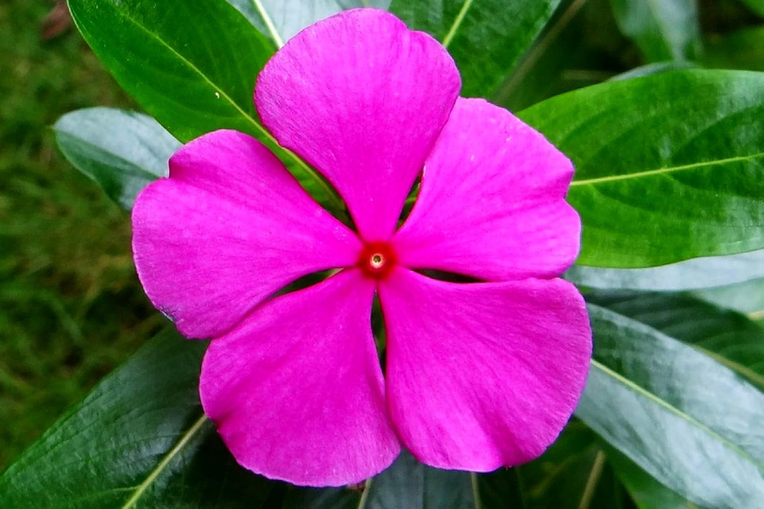 Catharanthus Flower Seeds Heirloom Non GMO Planting - 100 for planting in home garden