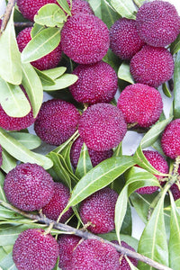 Purple Arbutus Bayberry Fruit Seeds for Planting - Heirloom and GMO Free Seeds for Home Garden