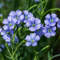 Heirloom Non-GMO Flax Flower Seeds for Planting – Delicate Blooms and Pollinator-Friendly Garden Seeds