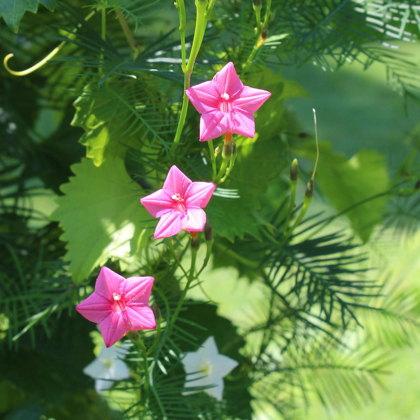 Annual Rose Cypress Vine Flower Seeds for Planting - 100 - Rose for planting in home garden