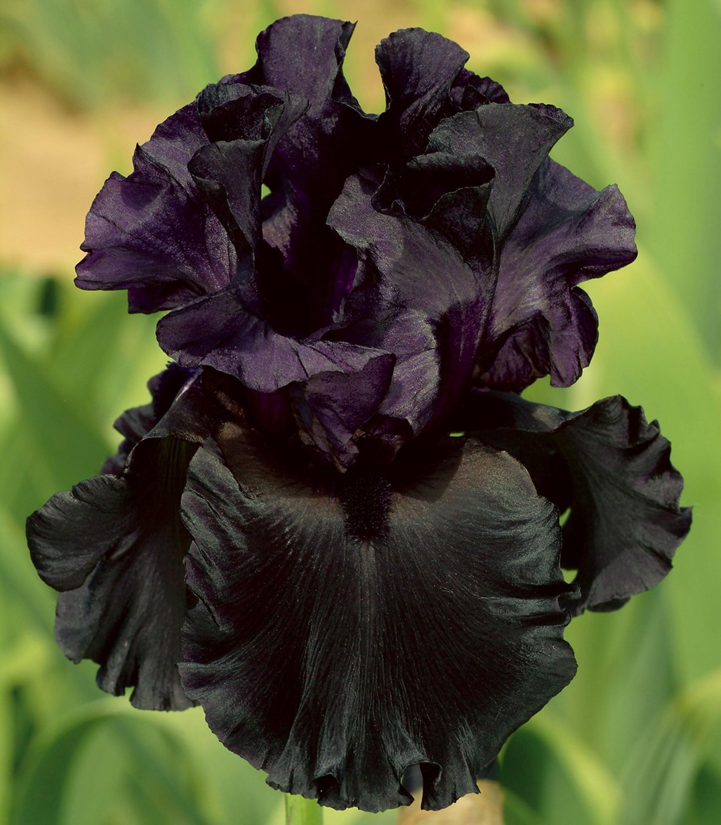 Jinx Bearded Iris Seeds