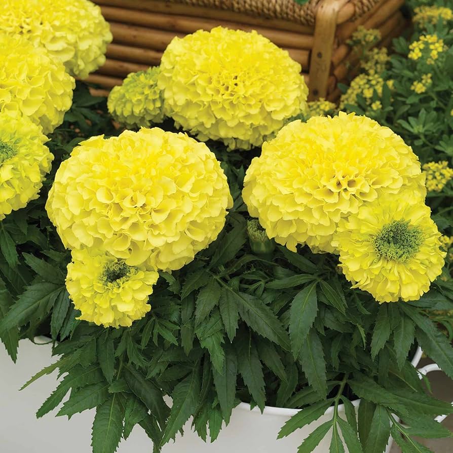 African (Marigold Antigua Primrose) for planting in garden