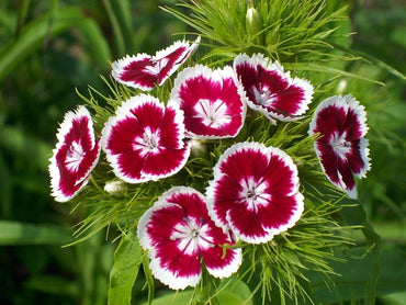 Dianthus Telstar Viola Picotee seeds – colorful annual bloom series