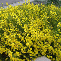 Heirloom Non-GMO Spartium Junceum Flower Seeds | Spanish Broom Shrub Seeds for Drought-Tolerant Landscapes
