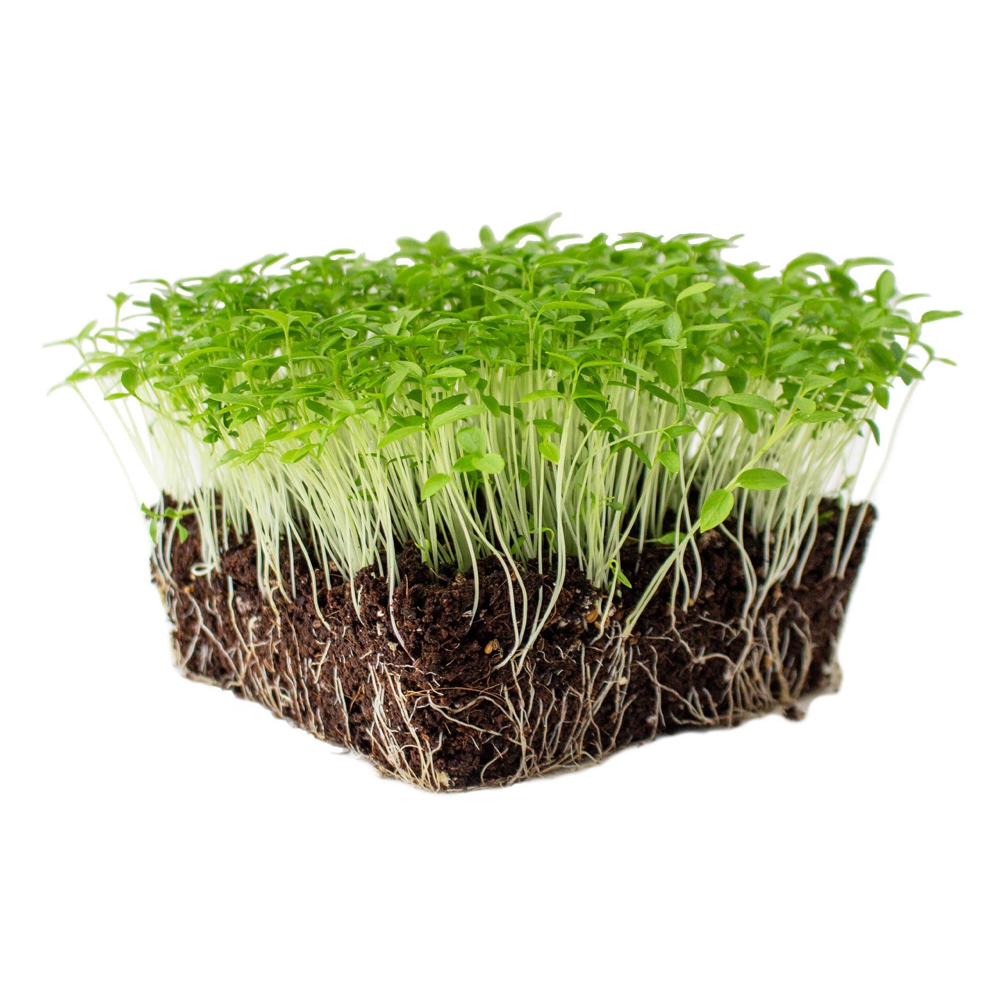Parsley – Microgreen Seed