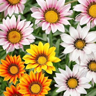 Gazania Gazania rigens Flower Seeds for Planting in Backyard Garden