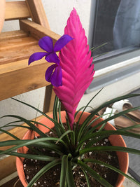Tillandsia Cyanea Bonsai Flower Seeds – Heirloom, Non-GMO Flower Seeds for Planting