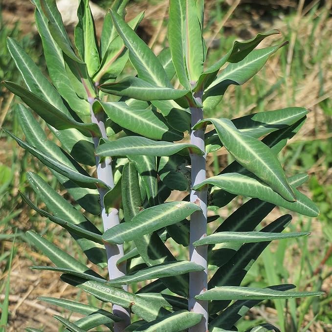Euphorbia (Euphorbia scientific name) for planting in garden