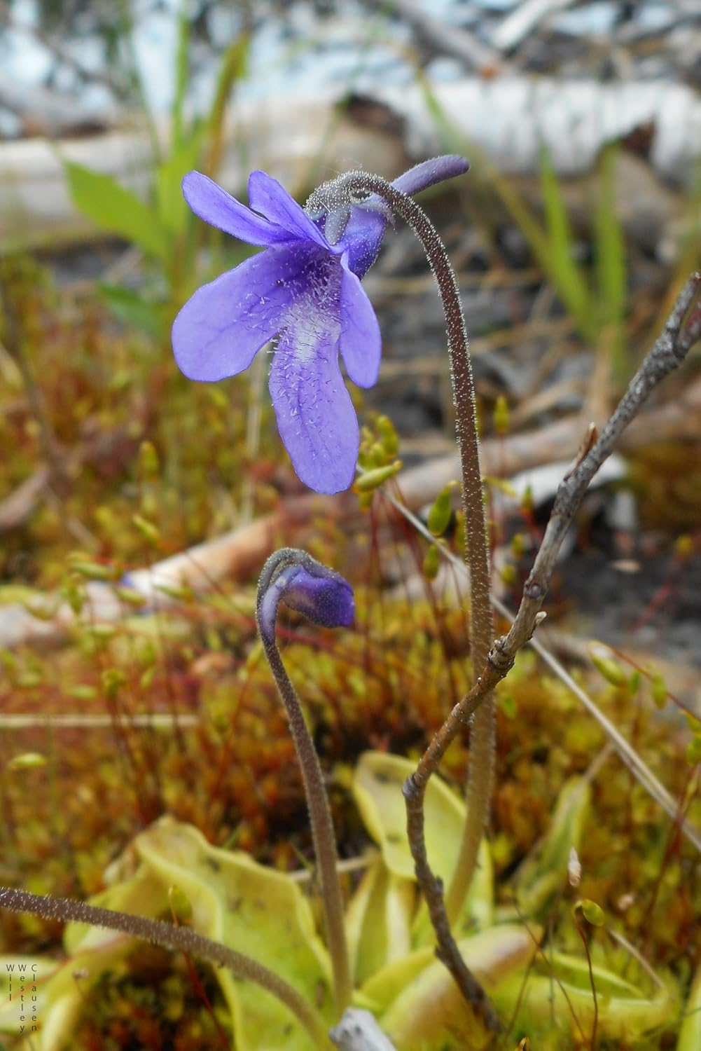 Pinguicula Poldinii Flower Seeds for Planting ,Heirloom Seeds -NON GMO Seeds - Poldinii for planting in home garden