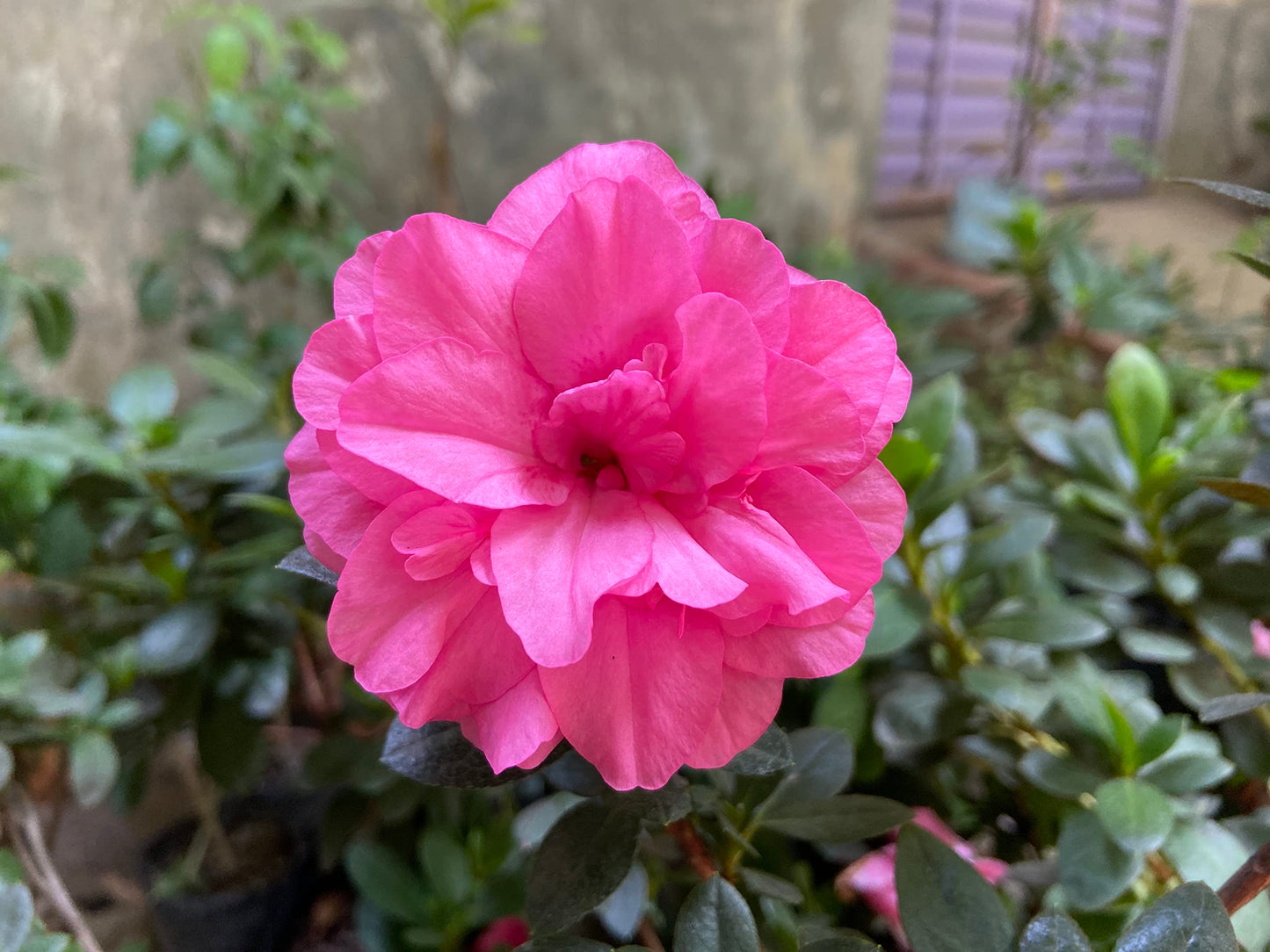 Japanese Azalea Rare Mixed Variety Flower - for planting in home garden