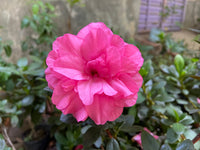 Japanese Azalea Rare Mixed Variety Flower - for planting in home garden