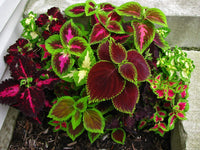 Coleus flower plant grown from seeds with colorful, patterned foliage in shades of red, green, and purple