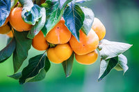 American persimmon fruit tree seeds