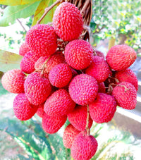 Red Lychee Fruit Seeds for Growing Sweet and Exotic Lychee Fruits 100 pcs