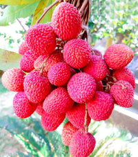 Red lychee Litchi chinensis seeds for exotic fruit garden