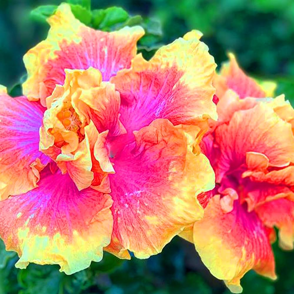 Orange Pink Hibiscus “Sunset Beauty” seeds (giant exotic) sprouting warm sunset-colored flowers with orange petals and soft pink highlights, ideal for eye-catching beds