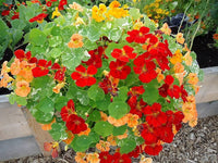 Shrub plant Satureja hortensis seeds for planting in backyard landscapes or container gardens