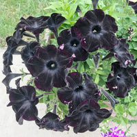 Petunia Black Mamba Unique Dark Flower Seeds