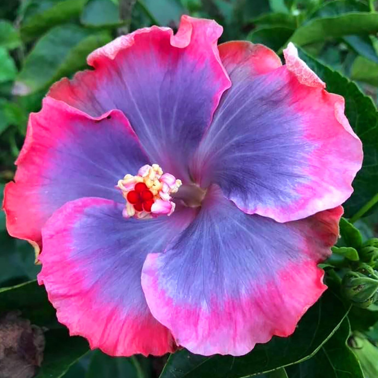 Exotic Purple Hibiscus seeds (tropical hardy) producing lush blooms in rich purple tones, offering a deep and dramatic tropical appeal