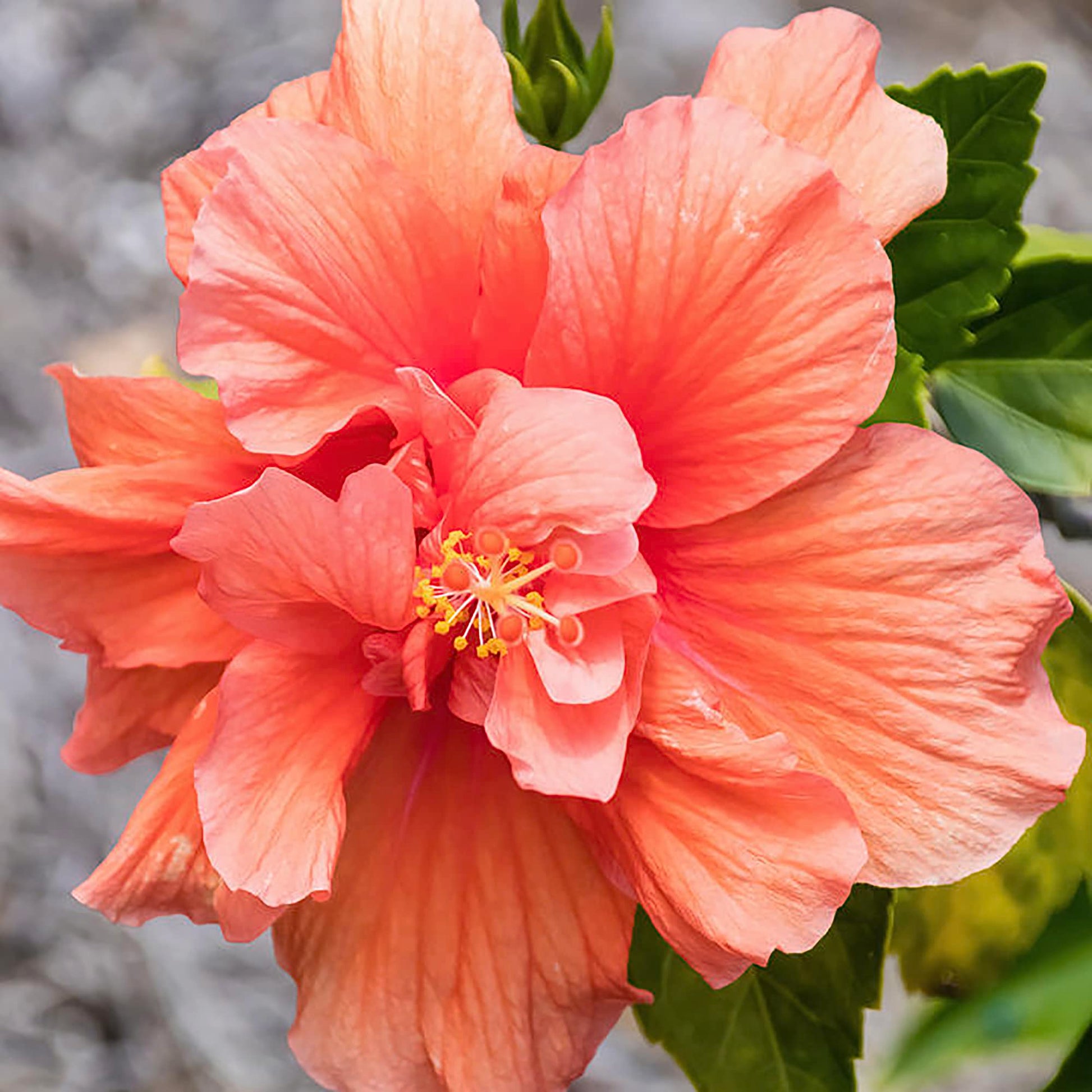 Double Pink Orange Hibiscus seeds (hardy exotic giant) yielding large, vibrant flowers with double petals blending warm pink and orange tones