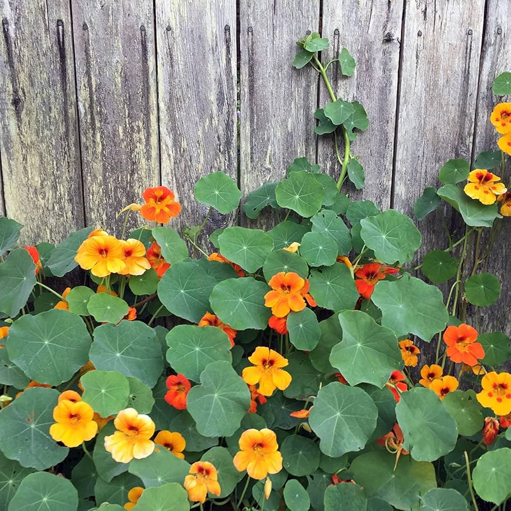 Creeping nasturtium blooms from Tropaeolum majus seeds with vivid orange and yellow trailing flowers