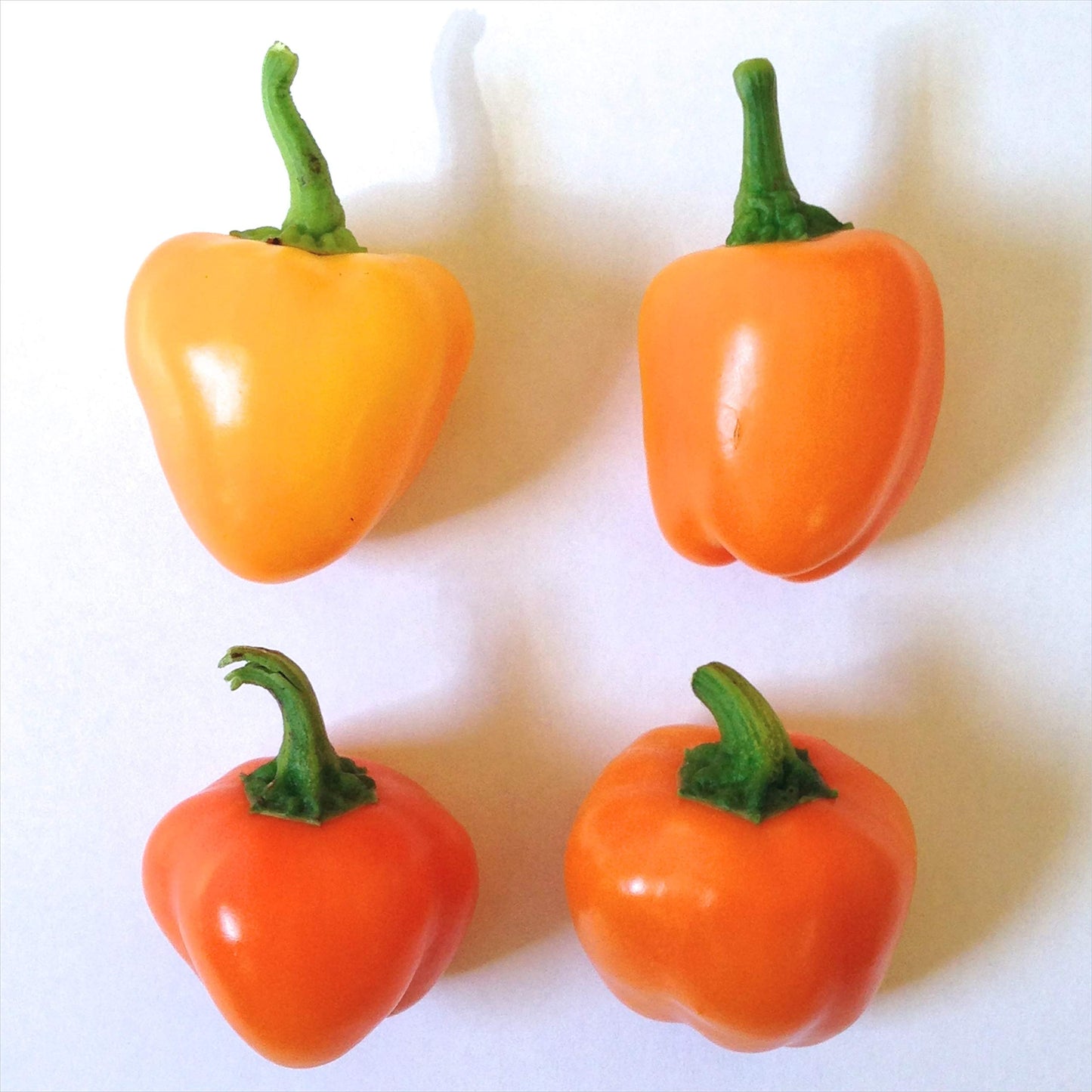 Orange paprika pepper Capsicum annuum heirloom vegetable seeds for planting in garden beds or patio pots