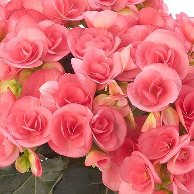 Rose Rieger Begonia Flower Seeds for Planting – Heirloom, Non-GMO Garden Seeds - Rieger for planting in home garden