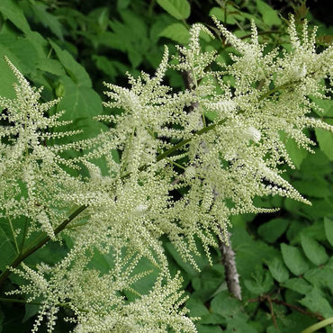 Heirloom Non-GMO Aruncus Flower Seeds for Planting – Elegant Garden Perennial Blooms