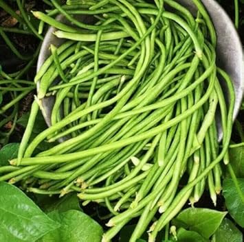 Pole Bean Seeds for Planting - 100 pcs