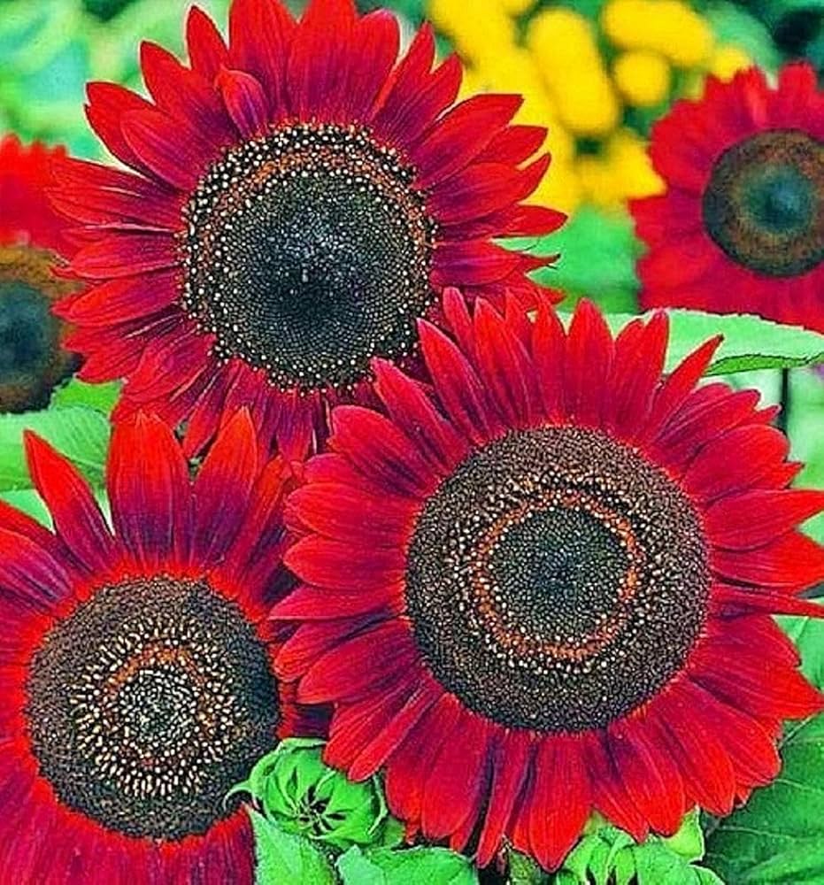 Red ornamental sunflower grown from seeds with bold crimson petals and dark centers