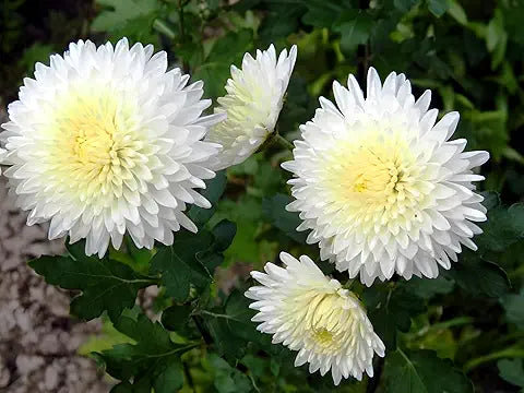 White Chrysanthemum - for planting in home garden