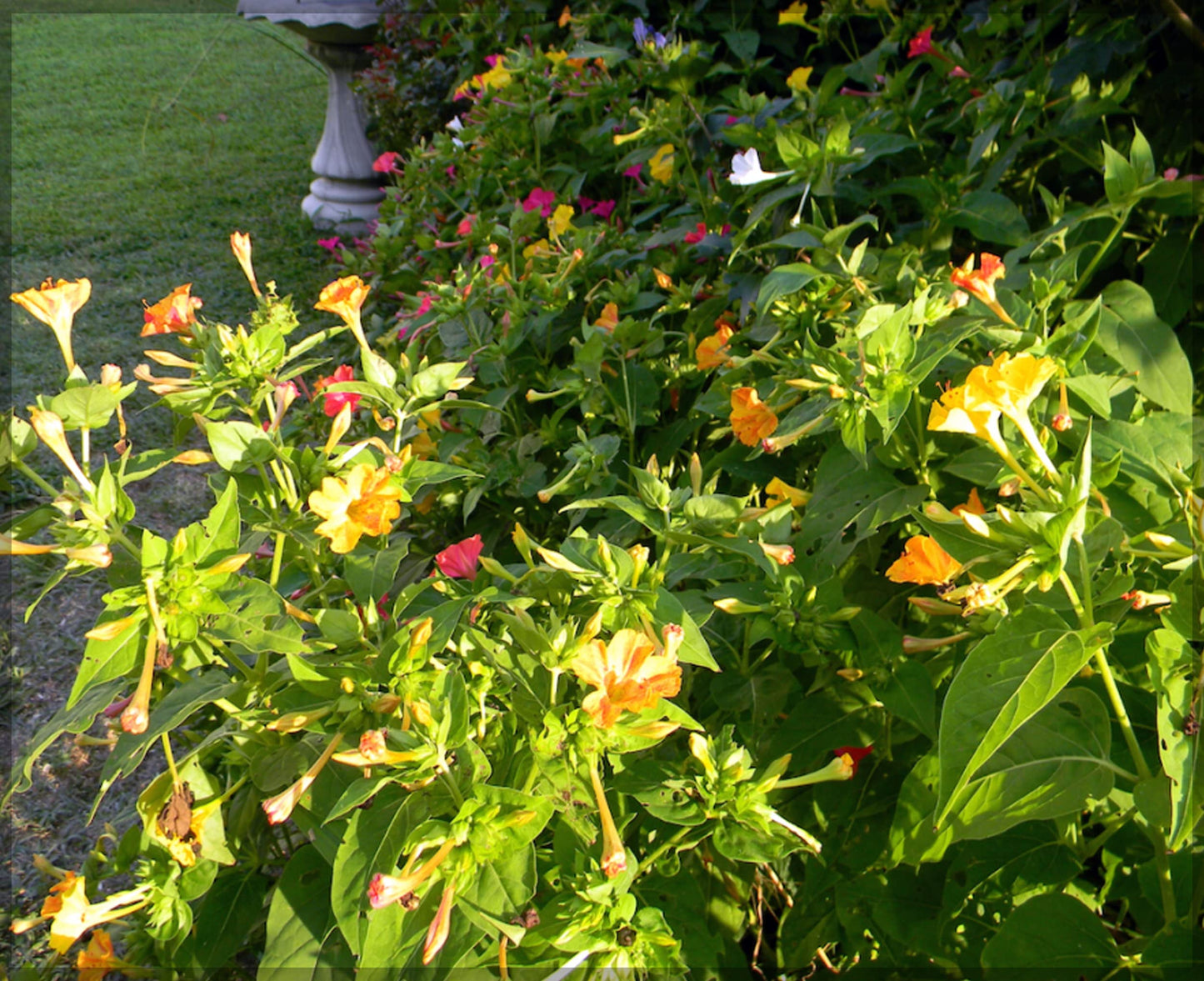 Four O'Clocks- Marbles Yellow-Red