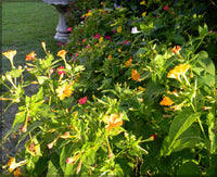 Four O'Clocks- Marbles Yellow-Red