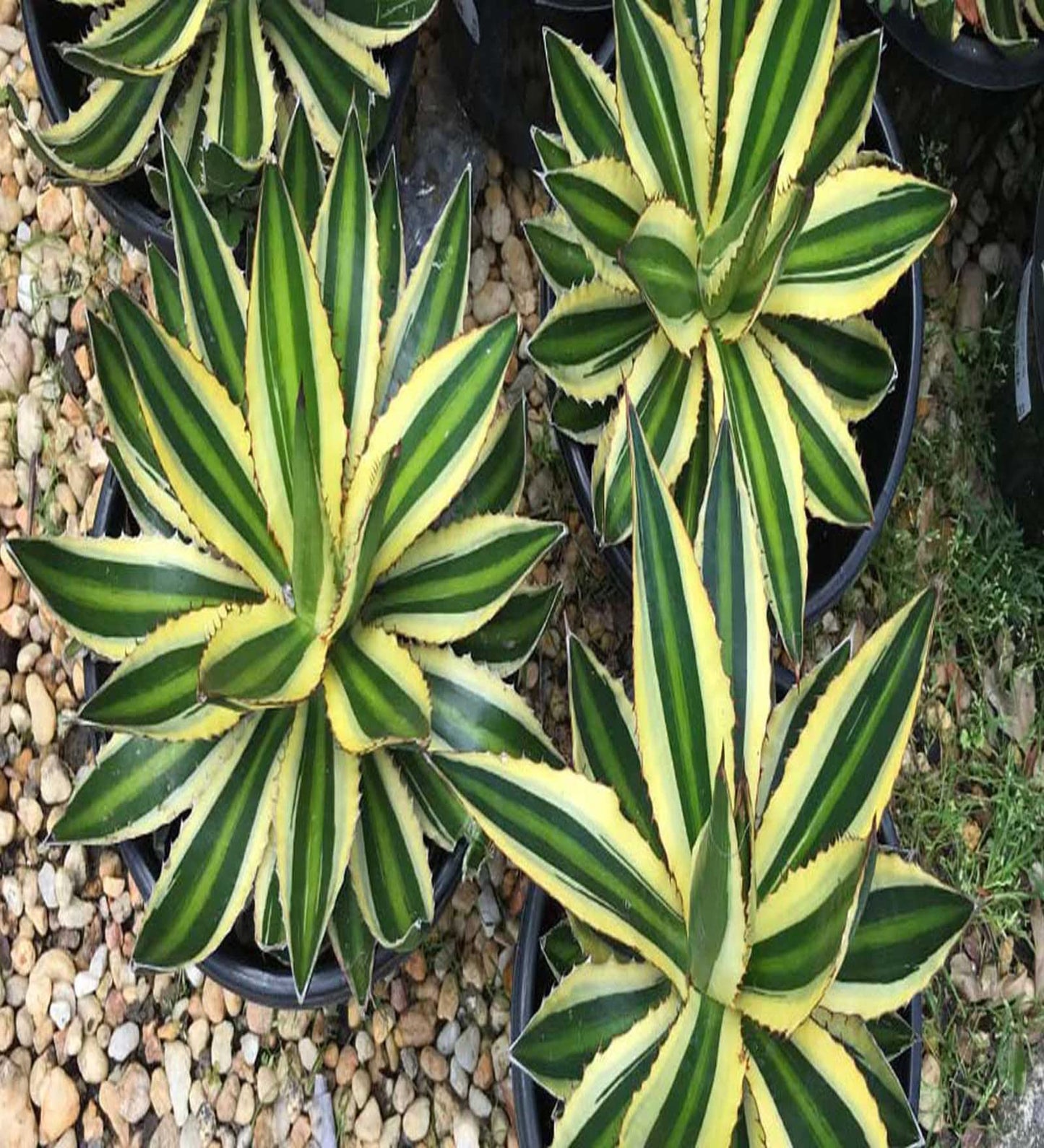 Agave Lophantha Seeds Thorncrest Agave Seeds for Planting in Dry Landscapes and Rock Gardens