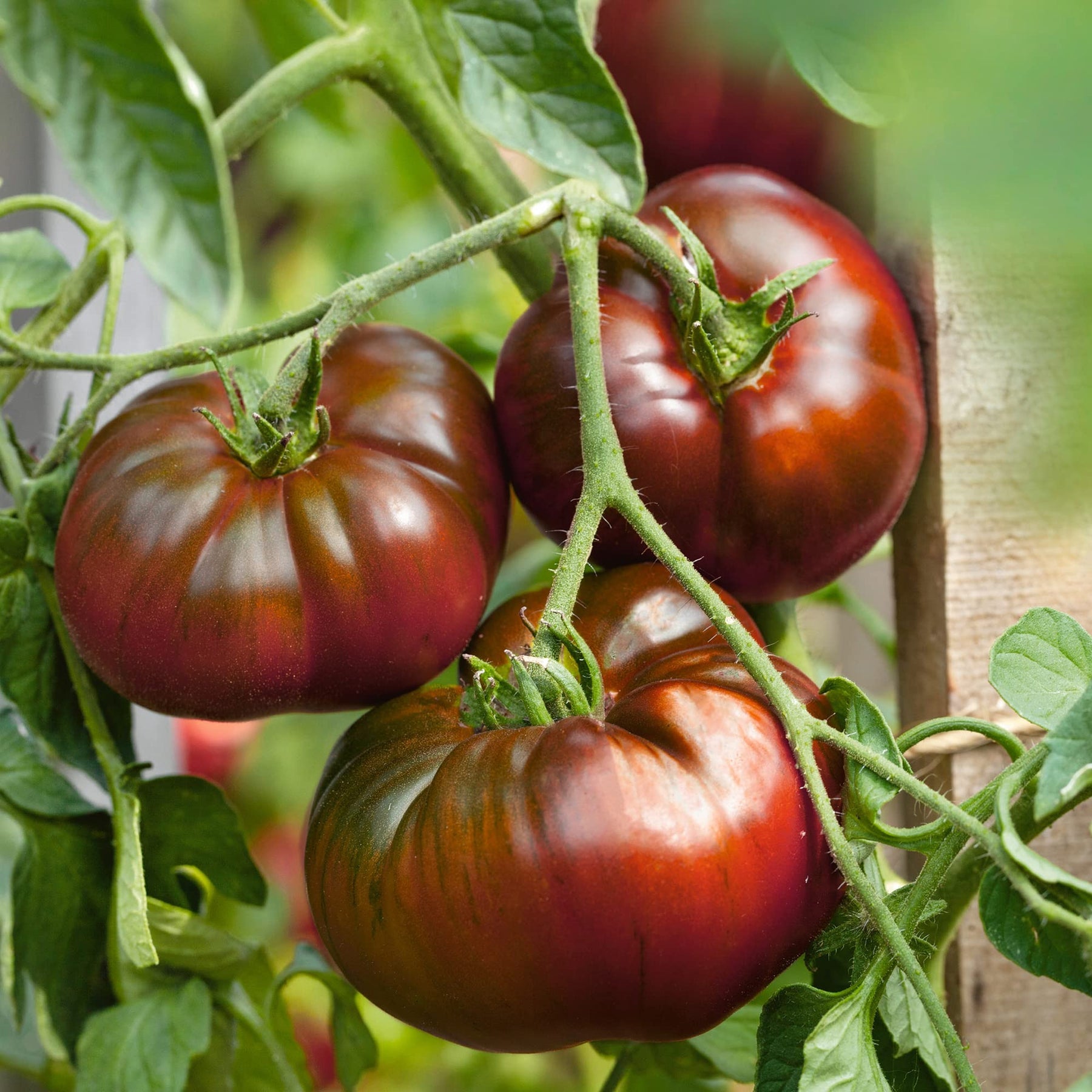 Paul Robeson Tomato Solanum lycopersicum for planting in urban garden