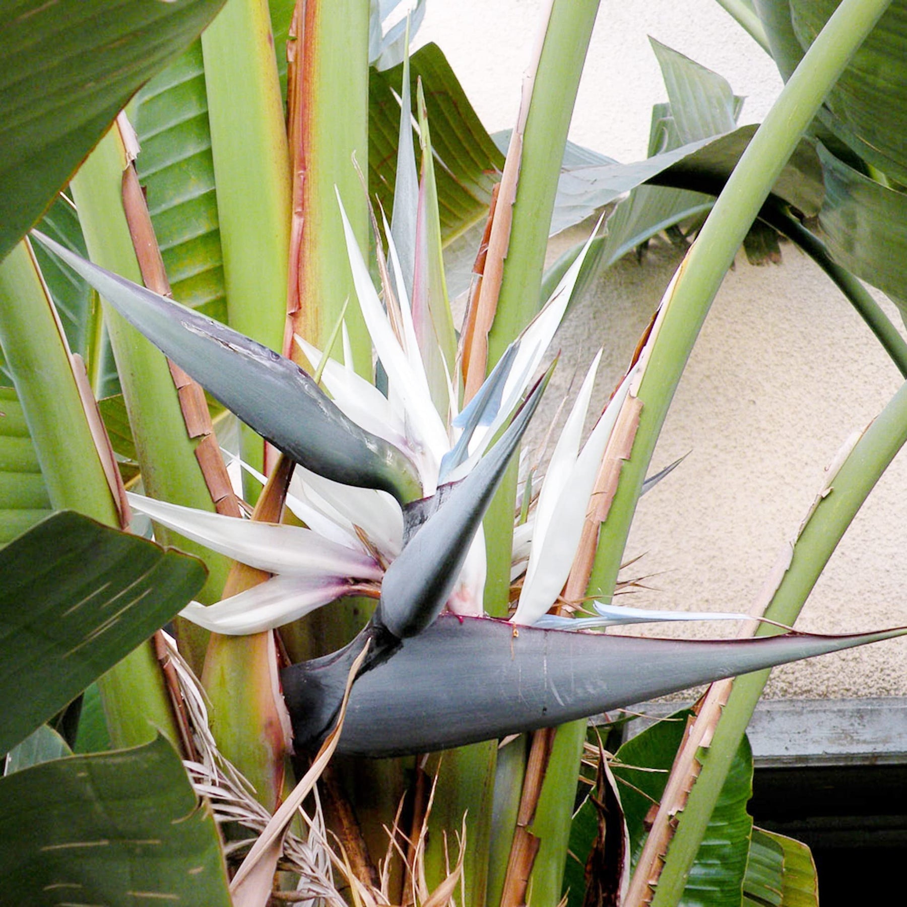 Heirloom Non-GMO White Strelitzia Reginae Flower Seeds for Planting – Exotic Bird of Paradise Seeds - Non-GMO for planting in home garden