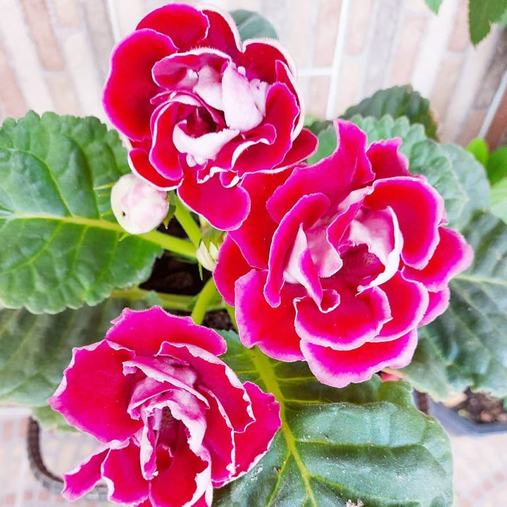 Heirloom Non-GMO Sinningia Gloxinia Flower Seeds for Planting – Tropical Blooming Garden Seeds
