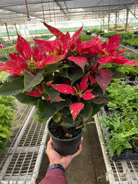Poinsettia Euphorbia Pulcherrima Flower - for planting in home garden